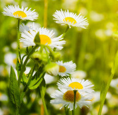 Chamomile (German) Essential Oil.