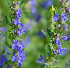 Hyssop Essential Oil