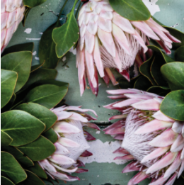 Anna's Duck Egg Protea Vinyl Placemats (Set of 4)
