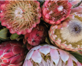 Anna's Protea Bunch Rectangular Melamine Tray