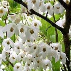 Benzoin Essential Oil