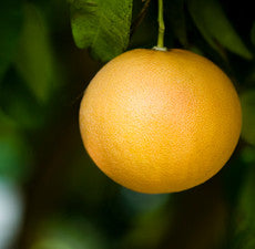 Grapefruit (White) Essential Oil