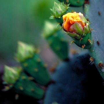 New Blossom