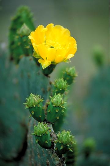South Texas Yellow