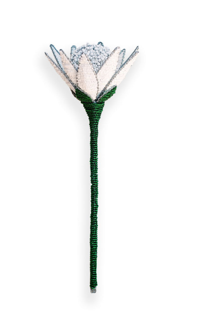 White Beaded Protea Flower