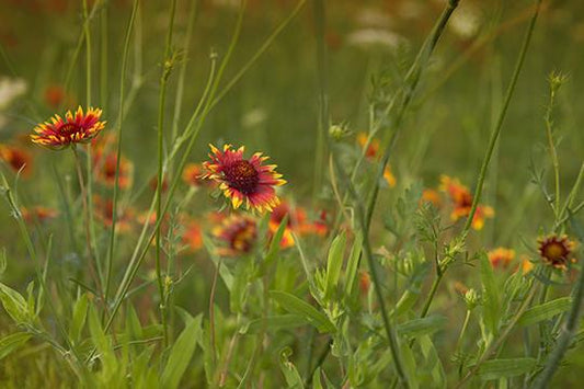 Wildflower Study III