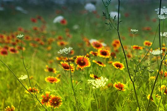 Wildflower Study